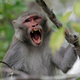 We’re naming this one “Bitey.” (Image: AP)